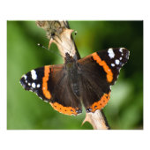 Butterfly Foto Afdruk (Voorkant)