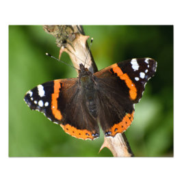 Butterfly Foto Afdruk