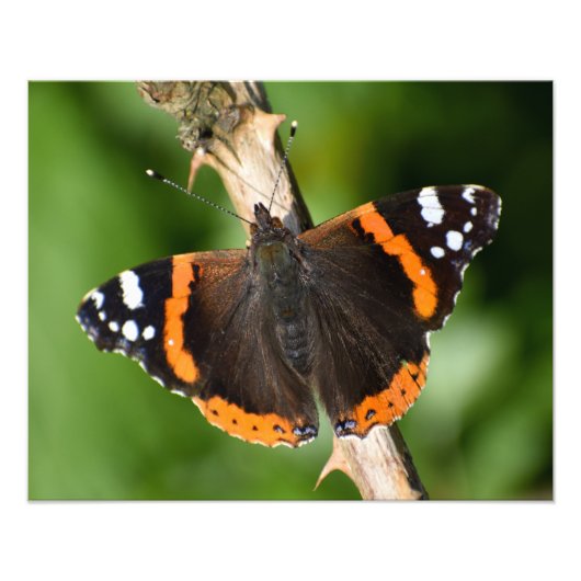 Butterfly Foto Afdruk (Voorkant)