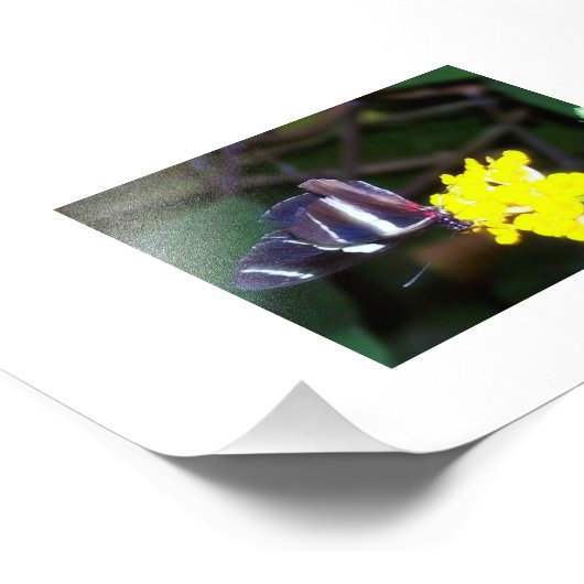 Butterfly Foto Afdruk (Hoek)