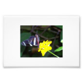 Butterfly Foto Afdruk (Voorkant)