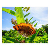 butterfly foto afdruk (Voorkant)