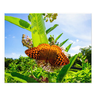 butterfly foto afdruk