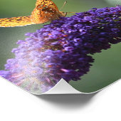 Butterfly-fotoafdrukken Foto Afdruk (Hoek)