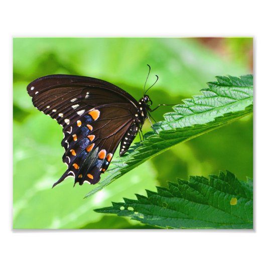 Butterfly-fotoafdrukken Foto Afdruk (Voorkant)