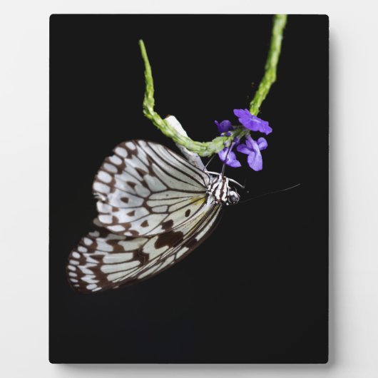 Butterfly Fotoplaat (Voorkant)