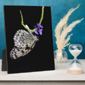 Butterfly Fotoplaat (Zijkant)