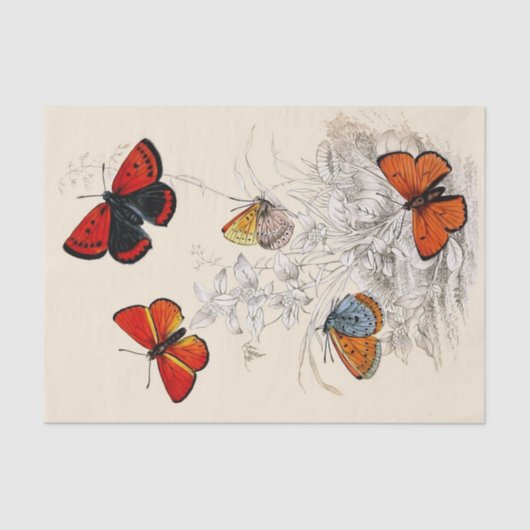 Butterfly Garden 10 x 15-inch tissuepapier (Voorkant)