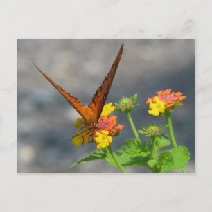 Butterfly Garden Briefkaart