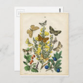 Butterfly Garden Briefkaart (Voorkant / Achterkant)