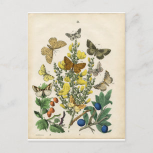 Butterfly Garden Briefkaart
