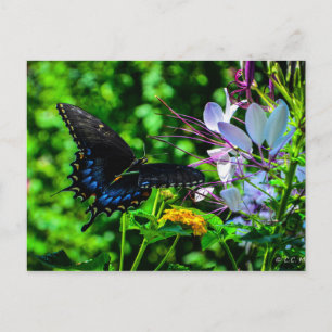 Butterfly Garden Moment Briefkaart