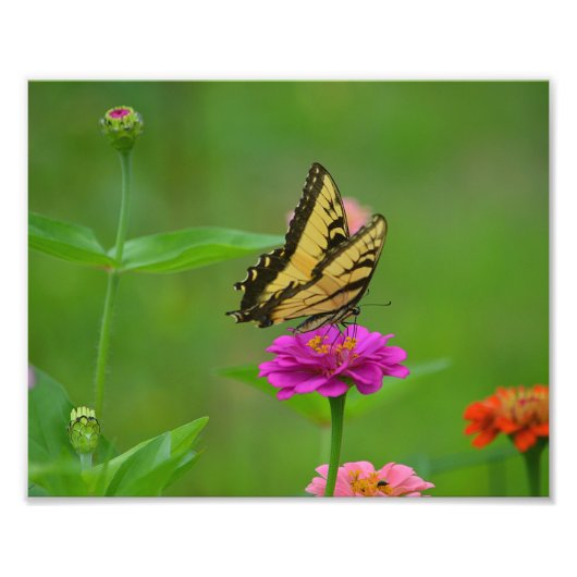 Butterfly Garden Photo Print Foto Afdruk (Voorkant)