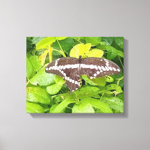 Butterfly Garden Wrapped Canvas