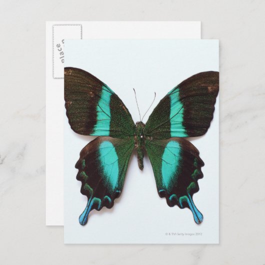 Butterfly gevonden in regio's van Azië en India Briefkaart (Voorkant / Achterkant)