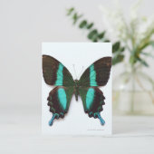 Butterfly gevonden in regio's van Azië en India Briefkaart (Staand voorkant)