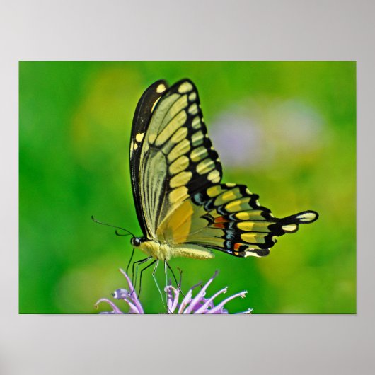 Butterfly Glory Poster (Voorkant)