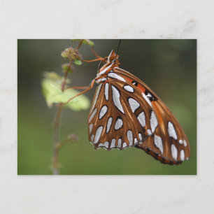 Butterfly Gulf Fritillary Passion Oranje gepolijst Briefkaart