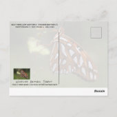 Butterfly Gulf Fritillary Passion Oranje gepolijst Briefkaart (Achterkant)