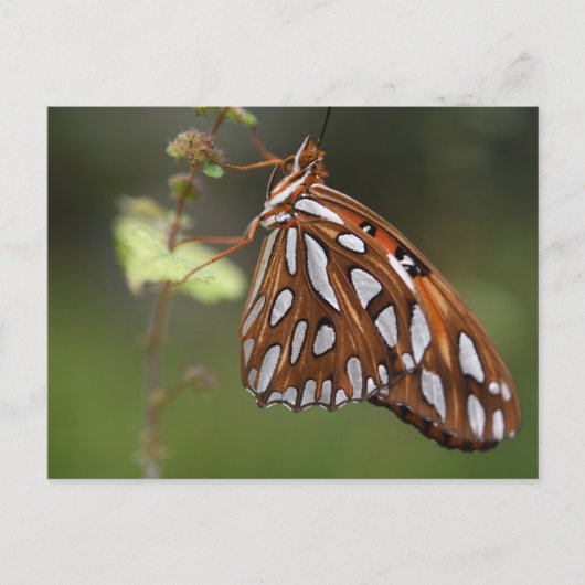 Butterfly Gulf Fritillary Passion Oranje gepolijst Briefkaart (Voorkant)