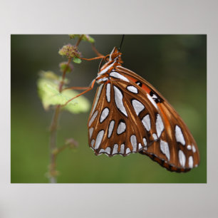 Butterfly Gulf Fritillary Passion Oranje gepolijst Poster