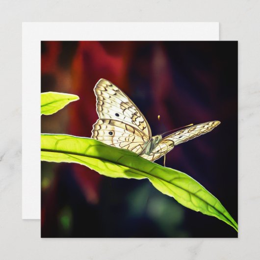 Butterfly - Hartelijk dank (Voorkant / Achterkant)