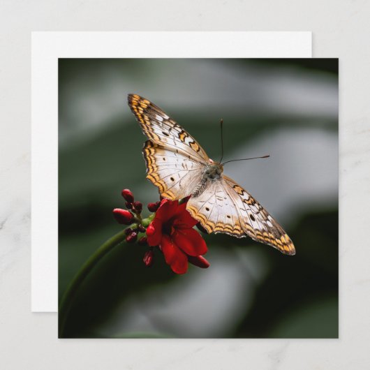 Butterfly Hartelijk dank Bedankkaart (Voorkant / Achterkant)