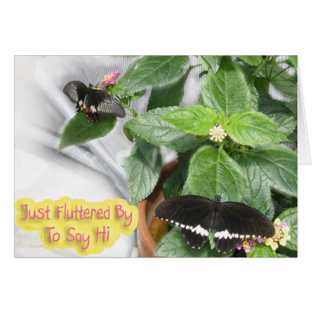 Butterfly-Hi (Voorkant Horizontaal)