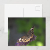 Butterfly I Briefkaart (Voorkant / Achterkant)