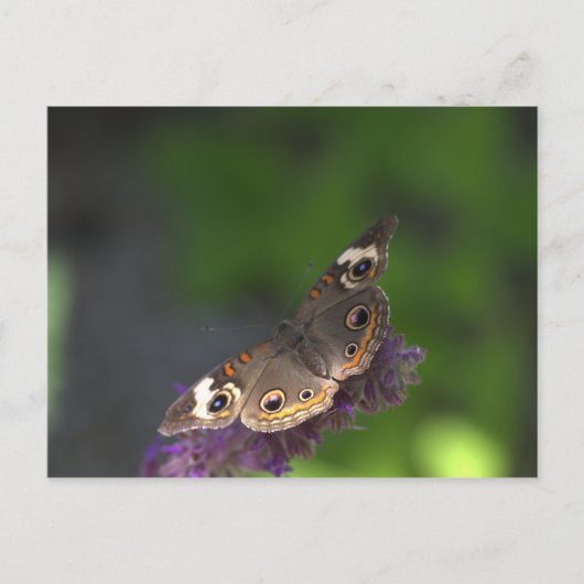 Butterfly I Briefkaart (Voorkant)