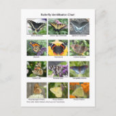 Butterfly identification  briefkaart (Voorkant)