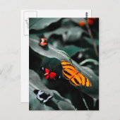 Butterfly II Briefkaart (Voorkant / Achterkant)