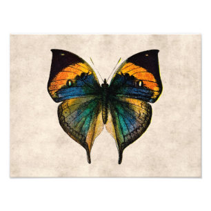  Butterfly Illustratie 1800-vlinders Foto Afdruk
