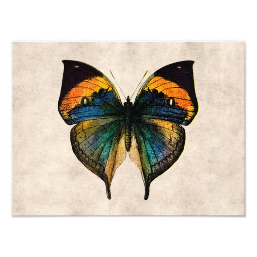  Butterfly Illustratie 1800-vlinders Foto Afdruk (Voorkant)