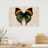 Butterfly Illustratie 1800-vlinders Poster (Keuken)