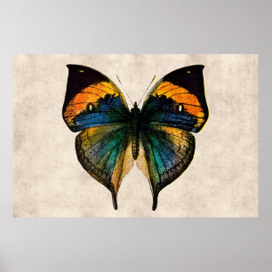  Butterfly Illustratie 1800-vlinders Poster
