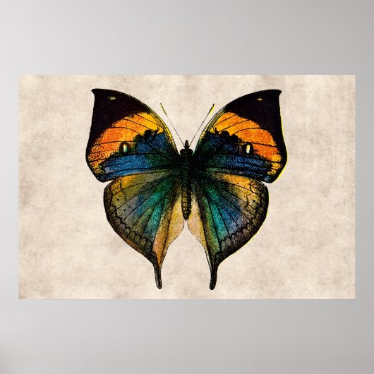 Butterfly Illustratie 1800-vlinders Poster (Voorkant)
