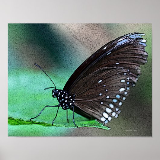 Butterfly in Aqua Poster (Voorkant)
