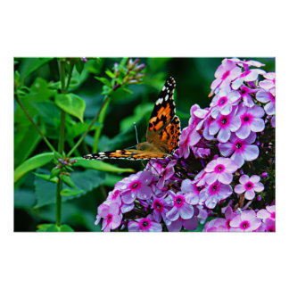Butterfly in Bloom Perfect Poster