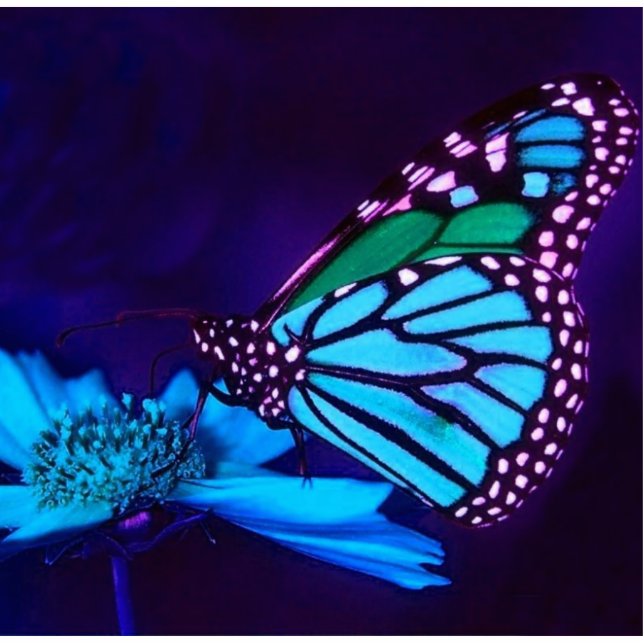 Butterfly in Blue Light Photo Sculpture Staand Fotobeeldje (Voorkant)