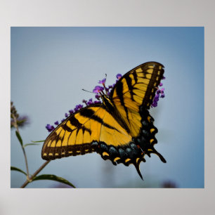 Butterfly in de lucht poster
