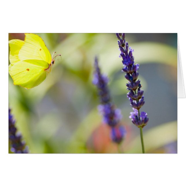 butterfly in flight (Voorkant Horizontaal)