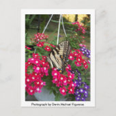 Butterfly in Springtime Briefkaart (Voorkant)