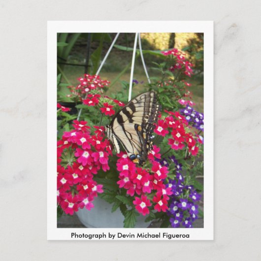 Butterfly in Springtime Briefkaart (Voorkant)