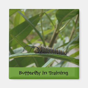 "Butterfly in Training"-vierkant Magnet