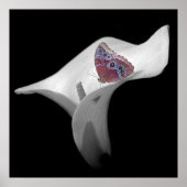 Butterfly in White Lily Poster (Voorkant)