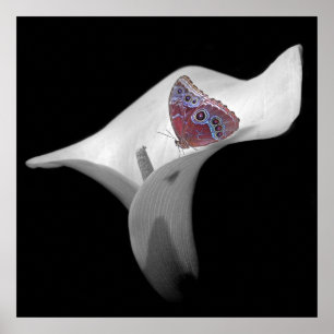 Butterfly in White Lily Poster