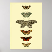 Butterfly Insects Collectie Poster (Voorkant)