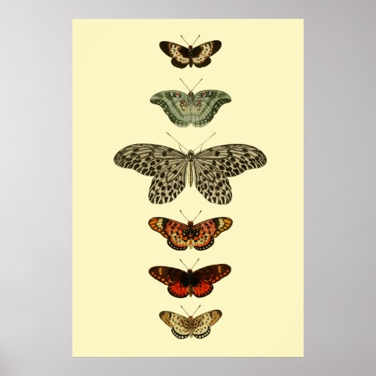Butterfly Insects Collectie Poster (Voorkant)