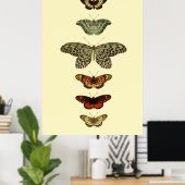 Butterfly Insects Collectie Poster (Thuiskantoor)